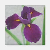 Aimant Iris pourpre (Devant)
