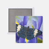 Aimant Iris Pourpre Papillon Tropical (Recto/Verso)