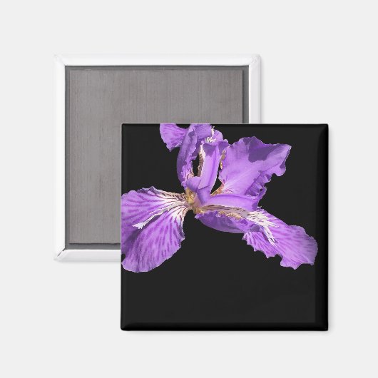 Aimant Iris violet (Recto/Verso)