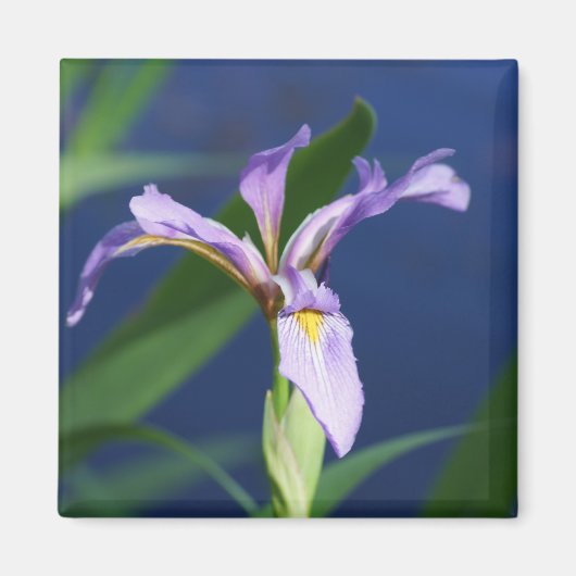 Aimant Iris Violet (Devant)