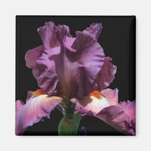 Aimant Iris Violet Frappe (Devant)