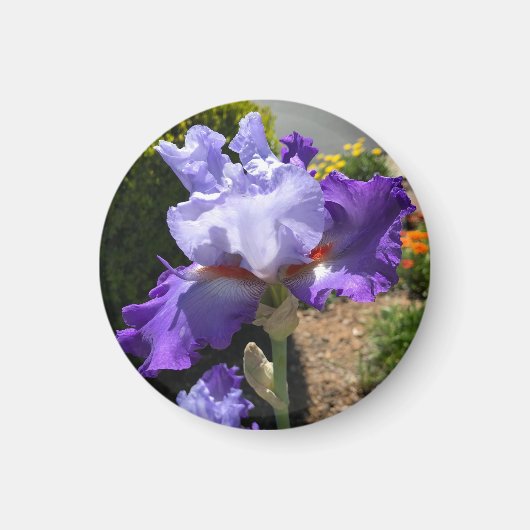 Aimant Iris Violet Haut Porté (Devant)