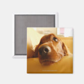 Aimant Irish Setter sur canapé (Recto/Verso)