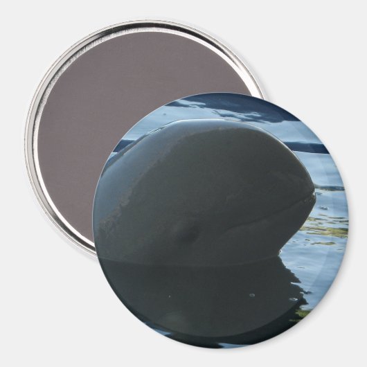 Aimant Irrawaddy Dolphin Peek-A-Boo (Recto/Verso)