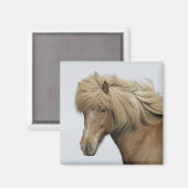 Aimant Islande. Portrait de cheval islandais. (Recto/Verso)