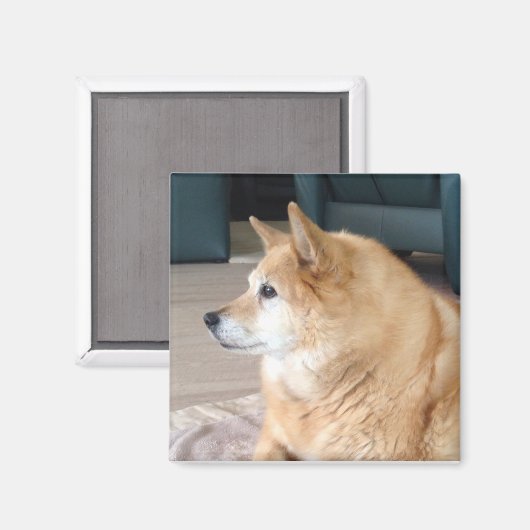 Aimant Islandhund (Recto/Verso)