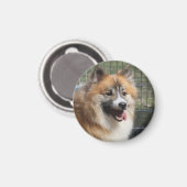 Aimant Islandhund (Recto/Verso)