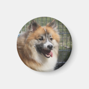 Aimant Islandhund