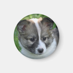 Aimant Islandhundwelpe