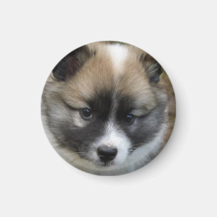Aimant Islandhundwelpe