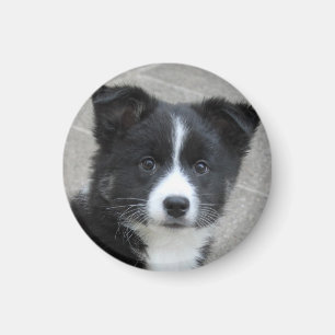 Aimant Islandhundwelpe