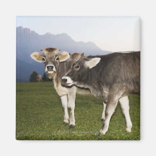 Aimant Italie, Alto Adige (Devant)