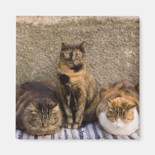 Aimant Italie, Cinque Terre, Vernazza. Trois chats