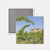 Aimant Italie, Toscane, Montepulciano. Vins prêts (Recto/Verso)