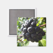 Aimant Ivy Berries (Recto/Verso)