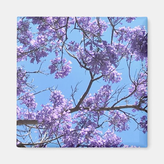 Aimant Jacaranda Blossoms (Devant)