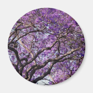 Aimant Jacaranda dans les fleurs de printemps