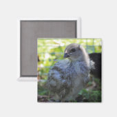 Aimant Jacinthe des bois (Recto/Verso)