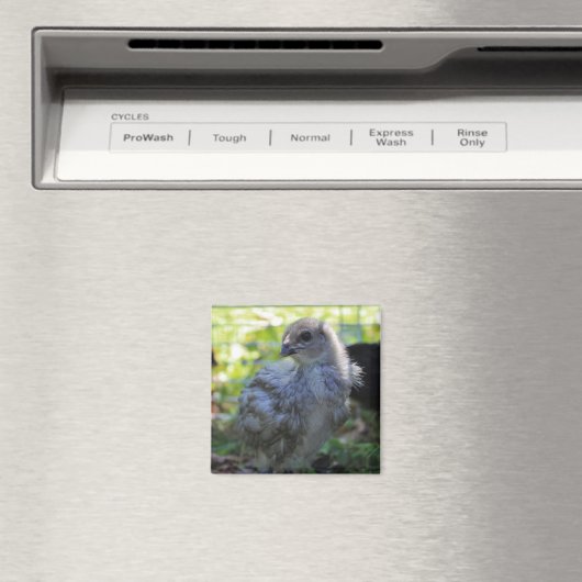 Aimant Jacinthe des bois (In Situ (Lave-vaisselle))