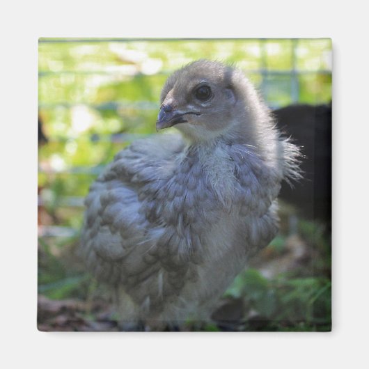 Aimant Jacinthe des bois (Devant)