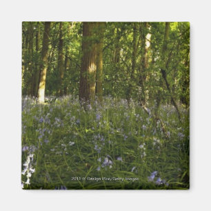 Aimant Jacinthes des bois dans une forêt