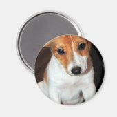 Aimant Jack Russell Terrier Chien Chien Chien Chien Magne (Recto/Verso)