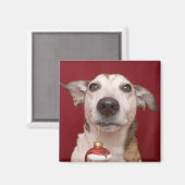 Aimant Jack Russell Terrier Holding Ornament de Noël (Recto/Verso)