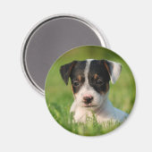 Aimant Jack Russell Terrier puppy (Recto/Verso)