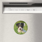 Aimant Jack Russell Terrier puppy (In Situ (Lave-vaisselle))