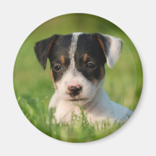 Aimant Jack Russell Terrier puppy