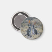 Aimant Jackrabbits (Recto/Verso)