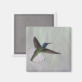 Aimant Jacobin à cou blanc Florisuga melivora Costa 2 (Recto/Verso)