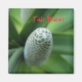 Aimant Jade Plaisir (Devant)