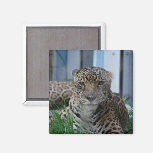 Aimant Jaguar (Recto/Verso)