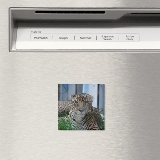 Aimant Jaguar (In Situ (Lave-vaisselle))