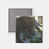 Aimant Jaguar (Recto/Verso)