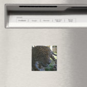 Aimant Jaguar (In Situ (Lave-vaisselle))