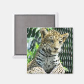Aimant Jaguar Cub (Recto/Verso)