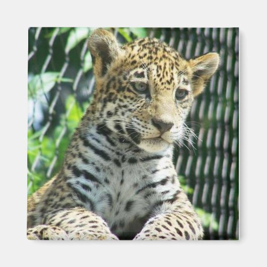 Aimant Jaguar Cub (Devant)