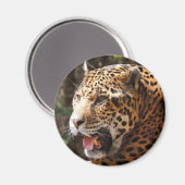 Aimant Jaguar en mai II (Recto/Verso)