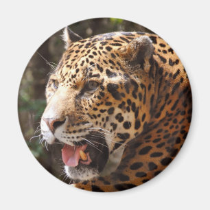 Aimant Jaguar en mai II