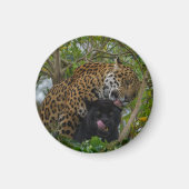 Aimant Jaguars In Love (Devant)