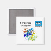 Aimant J'ai imprimé l'aimant lysozyme (Recto/Verso)