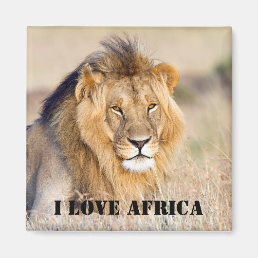 Aimant J'aime Afrique Majestic photo de lion (Devant)