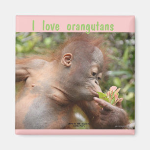 Aimant J'aime des orangs-outans
