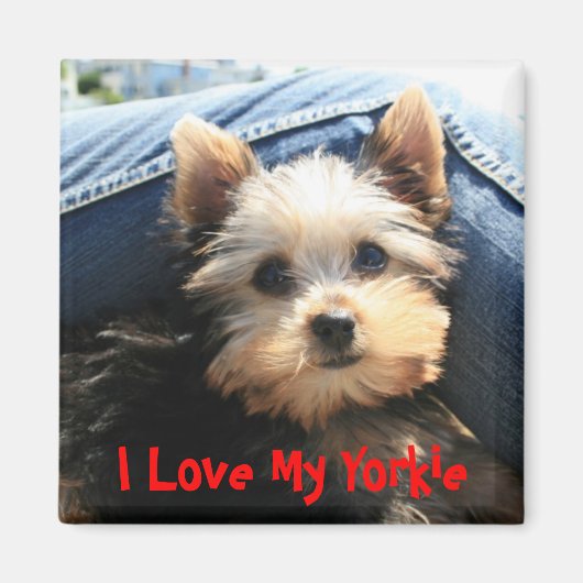 Aimant J'Aime Mon Yorkie (Devant)