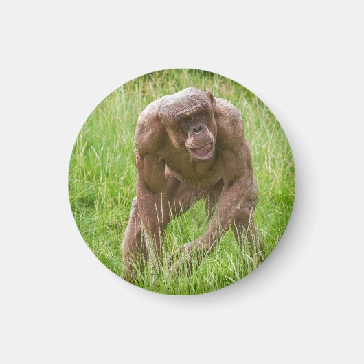 Aimant Jambo Le Chimp Unique Sans Cheveux (Devant)