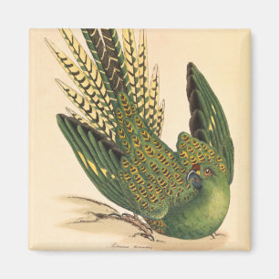 Aimant James Sowerby Parrot terrestre, Psittacus terrestr