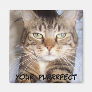 Aimant Jane dit. .YOUR PURRFECT