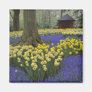 Aimant Jardin de jonquilles, muscaris et tulipes,